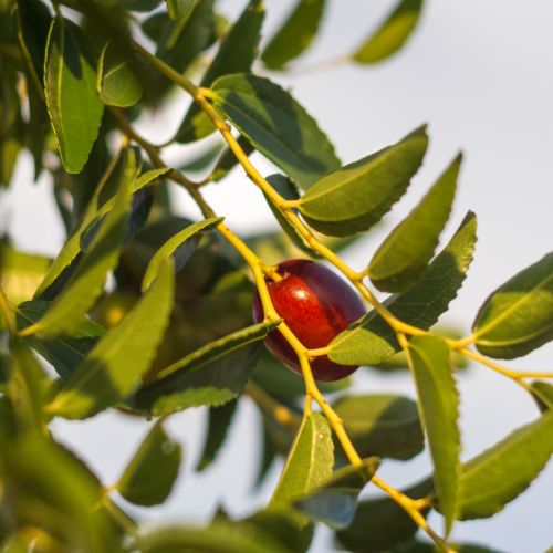 ACEITE DE JOJOBA ACEITE DE JOJOBA