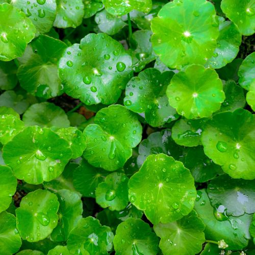 CENTELLA ASIÁTICA CENTELLA ASIÁTICA