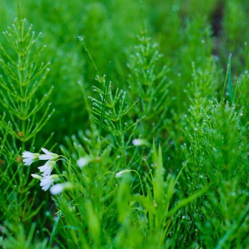 COLA DE CABALLO COLA DE CABALLO