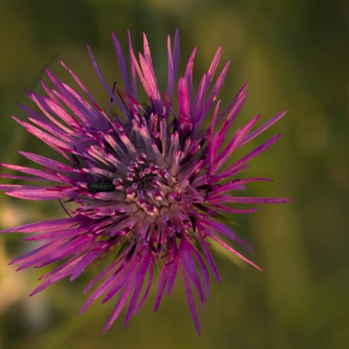 EXTRACTO CARDO MARIANO EXTRACTO CARDO MARIANO