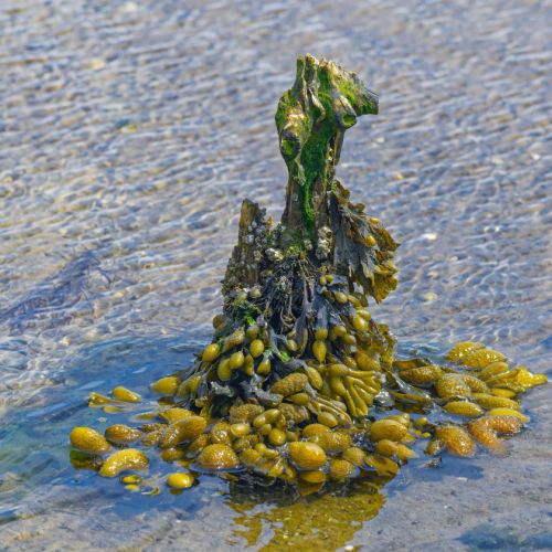 FUCUS VESICULOSUS FUCUS VESICULOSUS