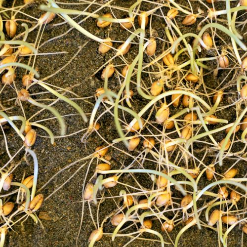 GERMEN DE SOJA GERMEN DE SOJA