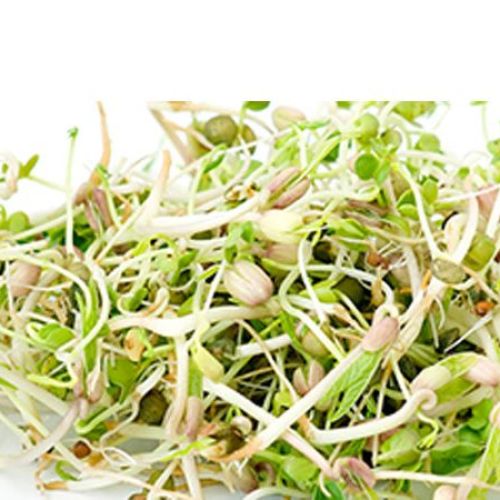 GERMEN DE TRIGO GERMEN DE TRIGO