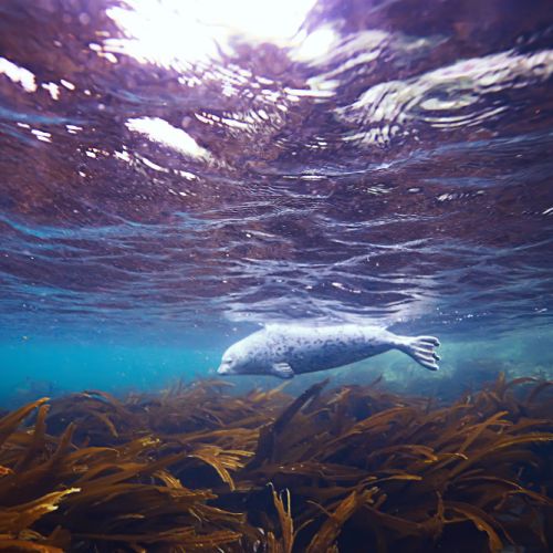 LAMINARIA DIGITATA LAMINARIA DIGITATA