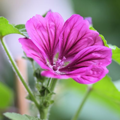 MALVA MALVA