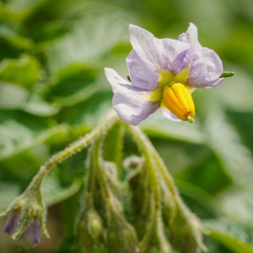 PARIETARIA PARIETARIA