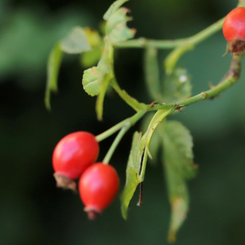 ROSA MOSQUETA ROSA MOSQUETA