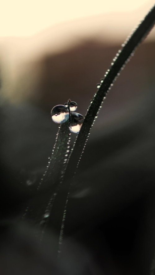 La transparencia La transparencia